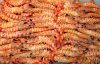 Langostinos Tigre